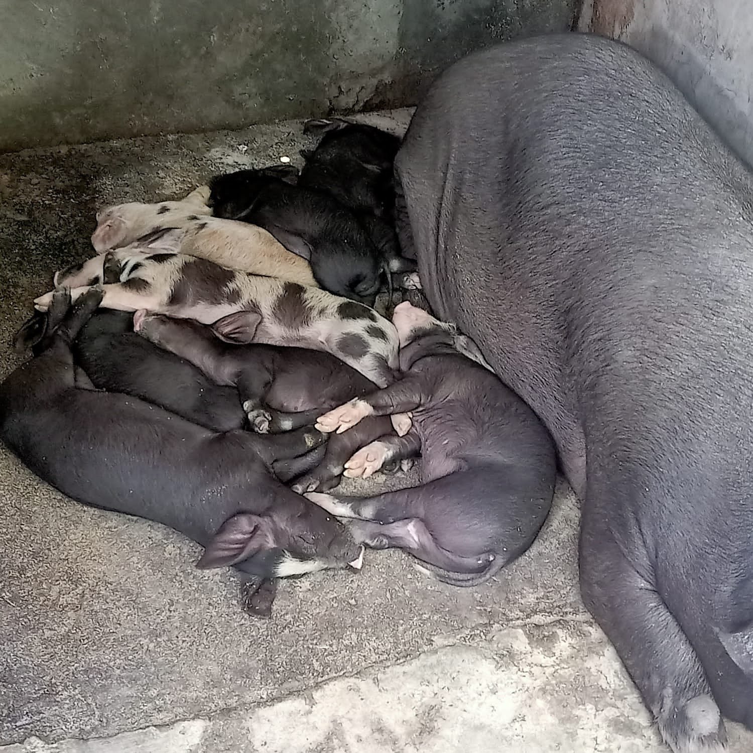 pencuri babi berkeliaran di kota Ruteng